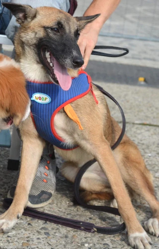 SochiDOgs.jpg