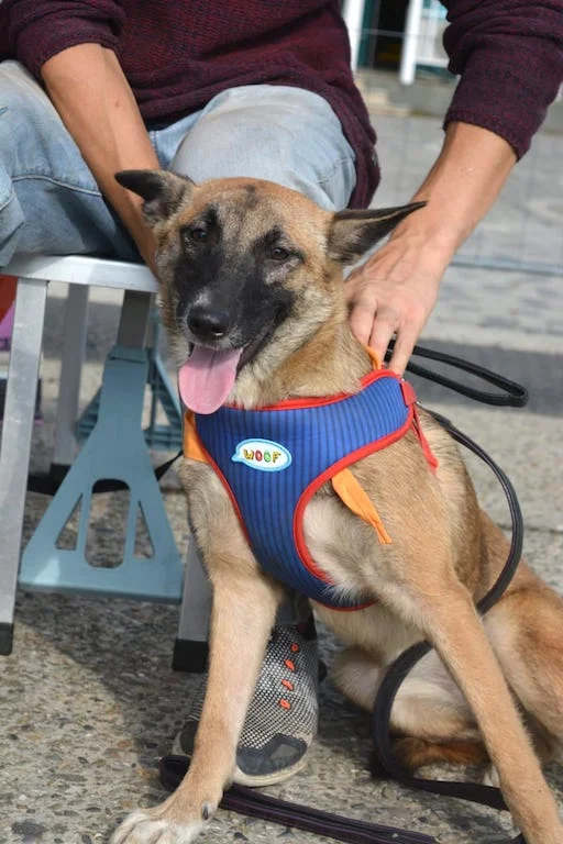SochiDOgs.jpg