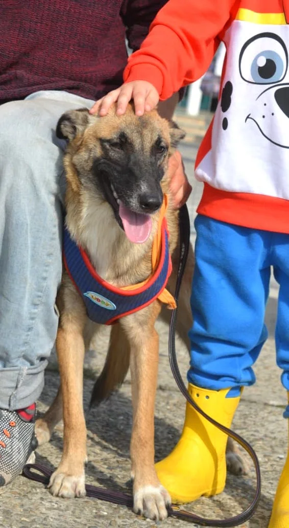 SochiDOgs.jpg