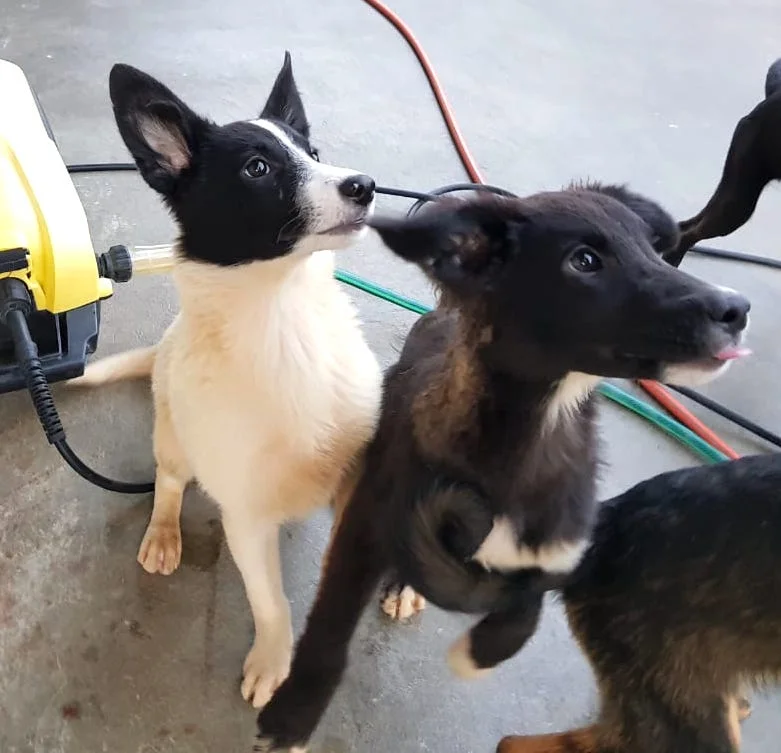 SochiDOgs.jpg