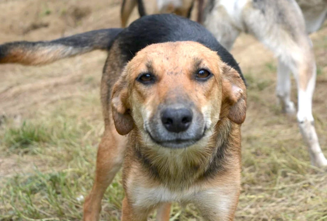 SochiDOgs.jpg