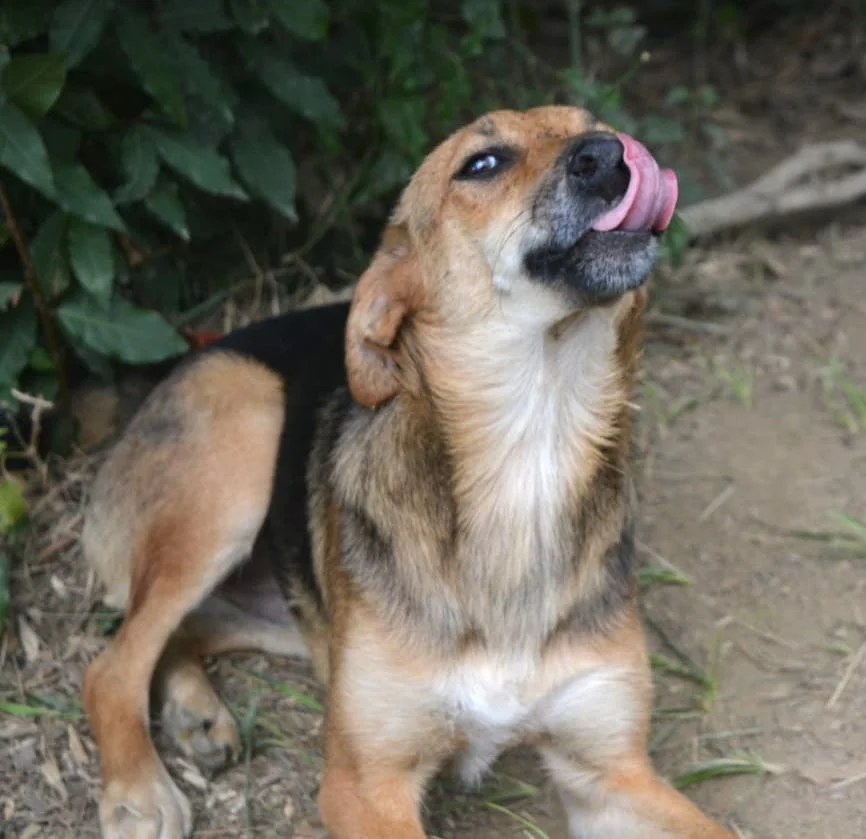 SochiDOgs.jpg