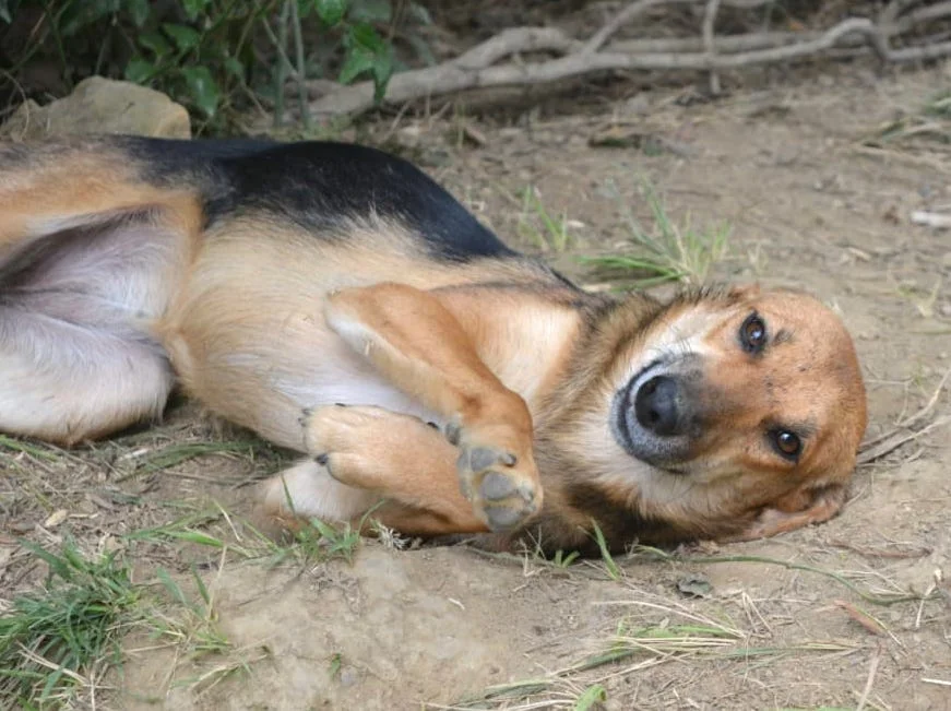 SochiDOgs.jpg