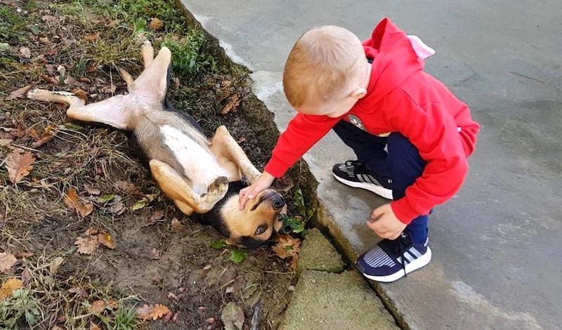 SochiDOgs.jpg