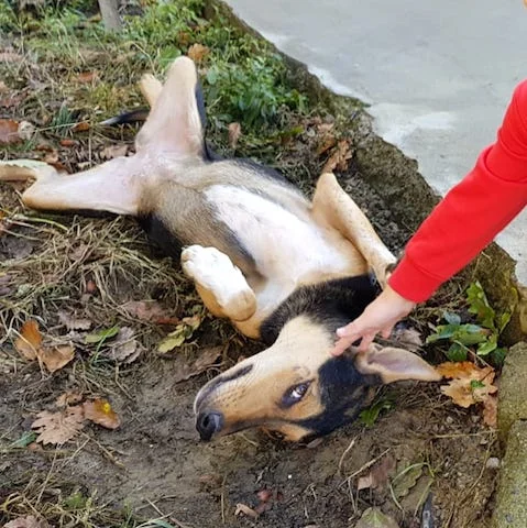 SochiDOgs.jpg