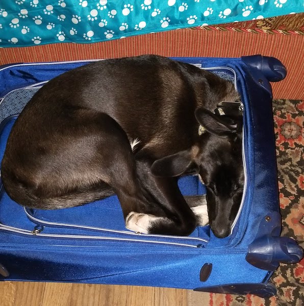 SochiDogs.jpg