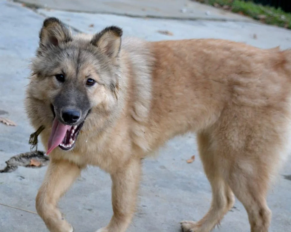 SochiDOgs.jpg