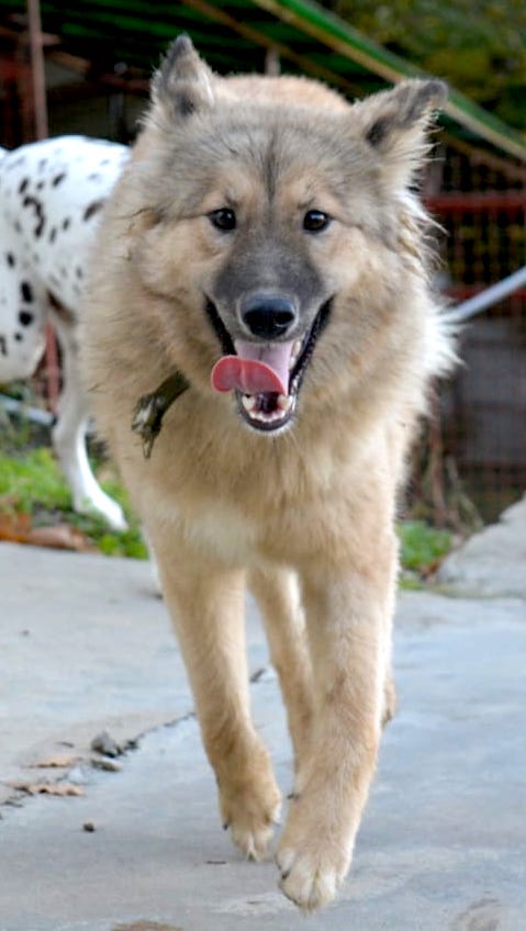 SochiDOgs.jpg