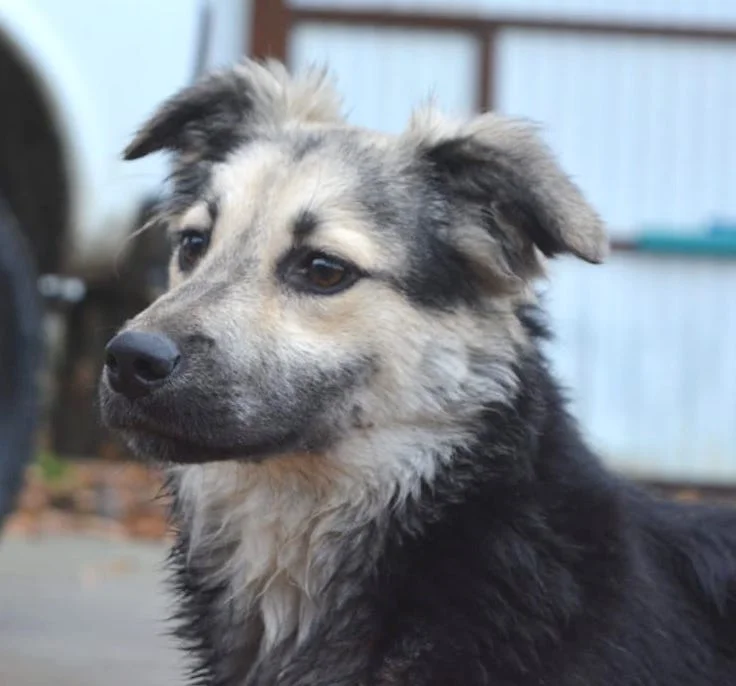 SochiDogs.jpg