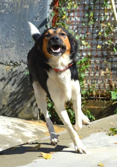 Sochidogs.jpg