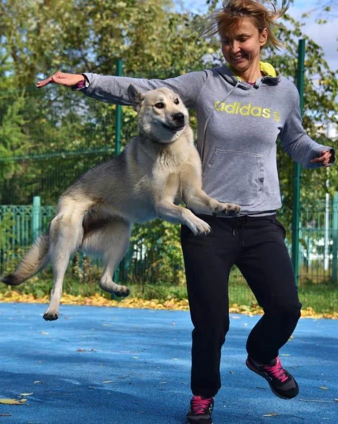 SochiDogs.jpg