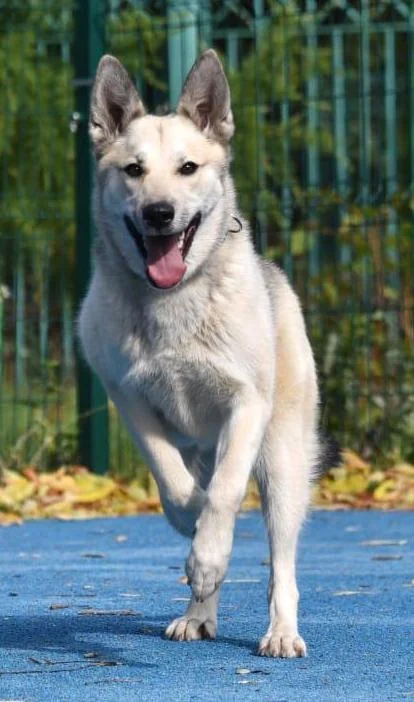 SochiDogs.jpg