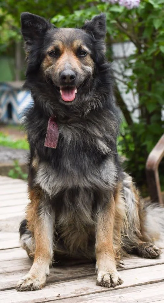 SochiDogs.jpg