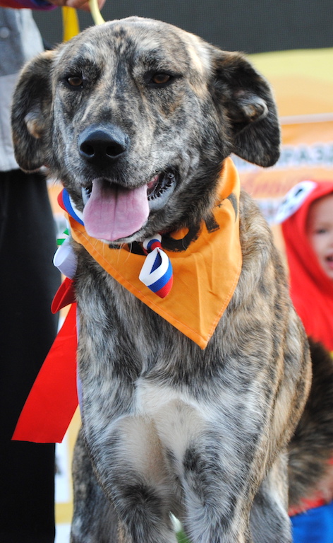 SochiDogs.jpg