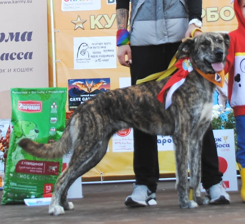 SochiDogs.jpg