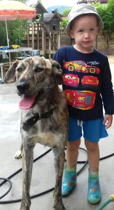 SochiDogs.jpg