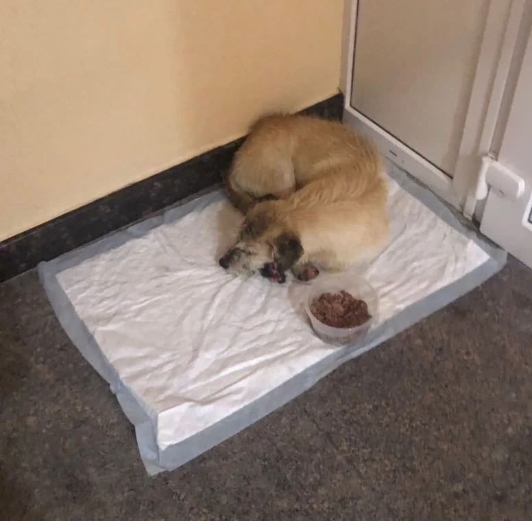 SochiDogs.jpg