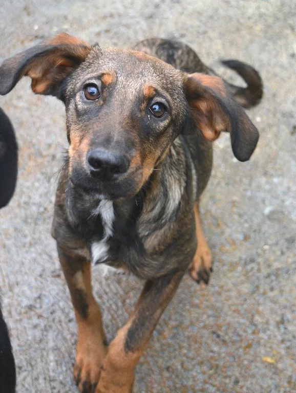 Monthly Giving Monthly donors are essential to our shelter. Sochi Dogs relies on our donors to pay for food and veterinary care for shelter dogs and allows us to take in more dogs from the street. If you don't have room for a Sochi Dog or if you can support your dog's shelter buddies monthly giving is for you!