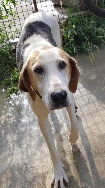 Help Special Care Dogs We have a few special needs dogs who’ve made the shelter their permanent home. We need your help to take care of them at the shelter. Please consider sponsoring their stay so they can continue to call Sochi Dogs home.