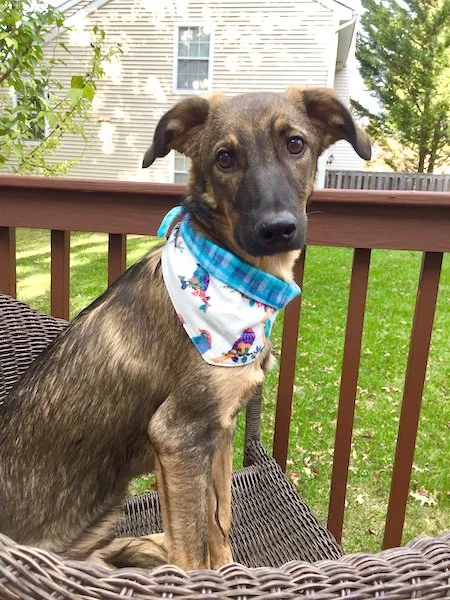 Foster Foster families are key to helping shelter dogs find their homes. Fostering is the perfect way to spend time with a Sochi Dog without the long term commitment. We are actively looking for foster homes in NY and NJ. If you think you might have a temporary spot for a Sochi Dog please fill out our foster form.