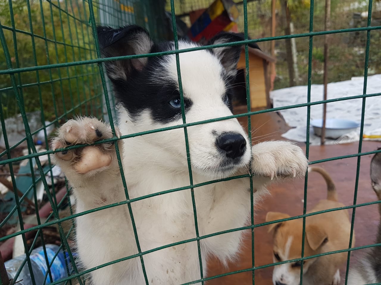 Sponsor Opportunities Business sponsors both big and small can benefit from working with Sochi Dogs' engaged community of dog lovers. We are looking for event partners, advertisers, and in-kind donors to partner with us.