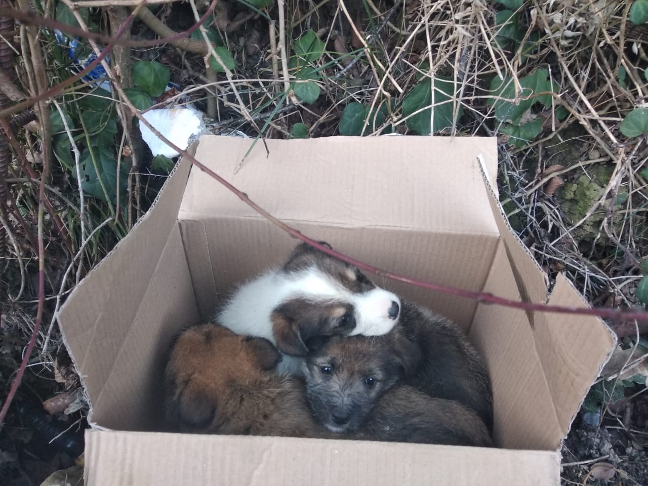 We strive to prevent dogs from ending up on the street with our spay/neuter program. We educate the public about the importance of spay/neuter and provide free and low-cost procedures.