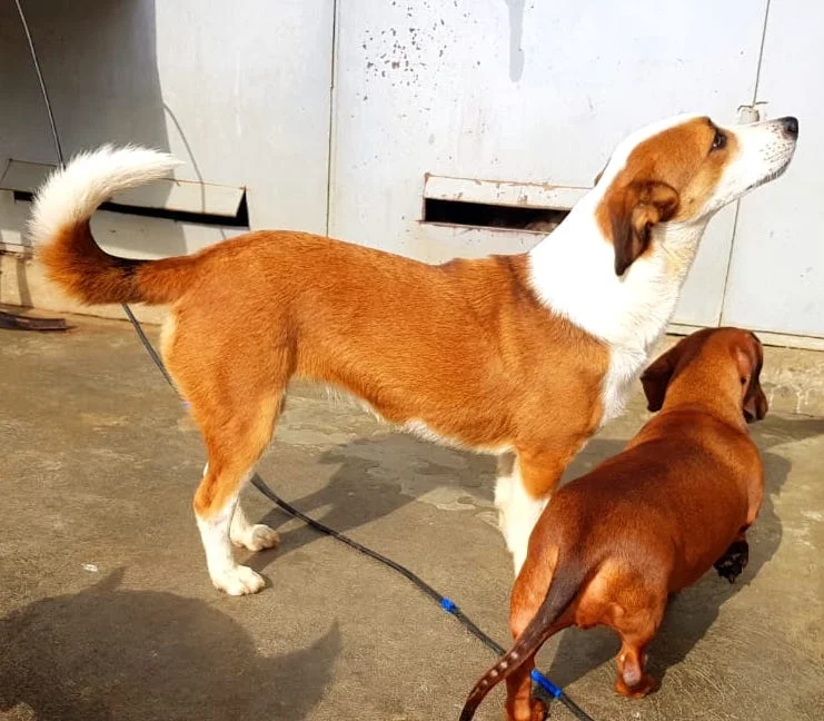 SochiDogs.jpg