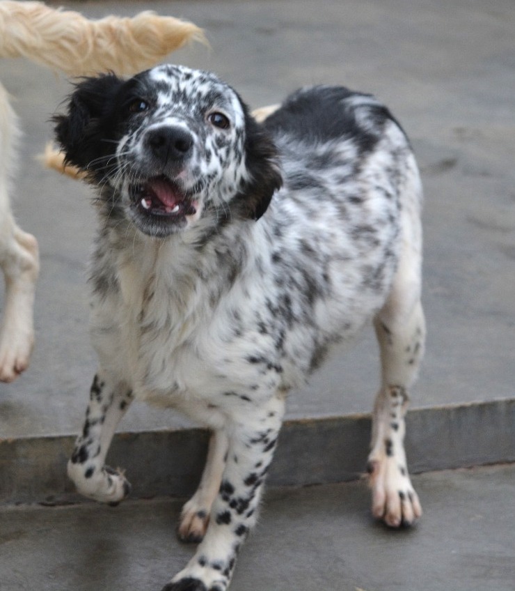 SochiDogs.jpg
