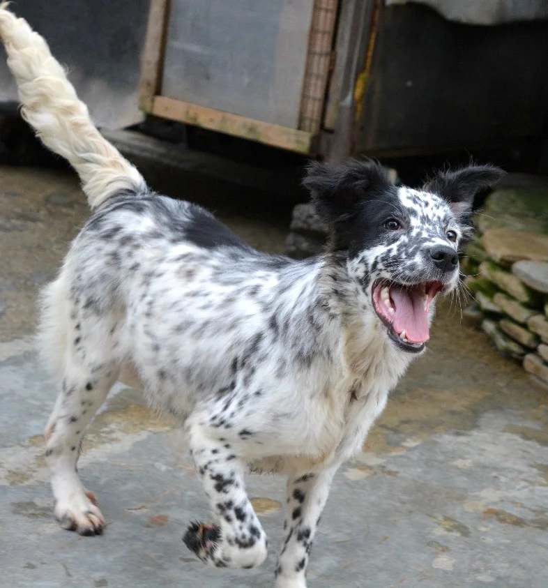 SochiDogs.jpg