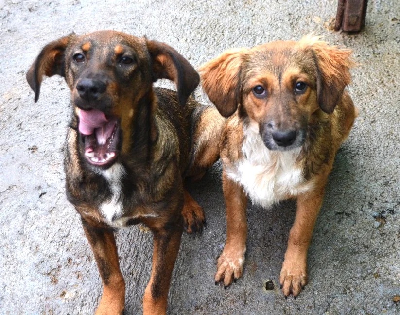 SochiDogs.jpg