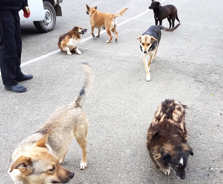 SochiDogs.jpg