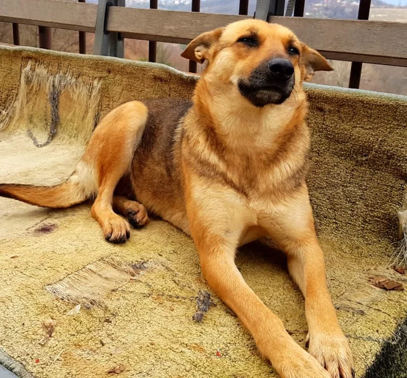 SochiDogs.jpg