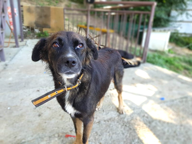 SochiDogs.jpg