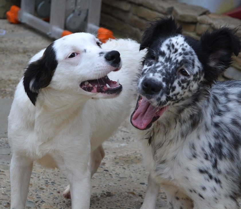 SochiDogs.jpg