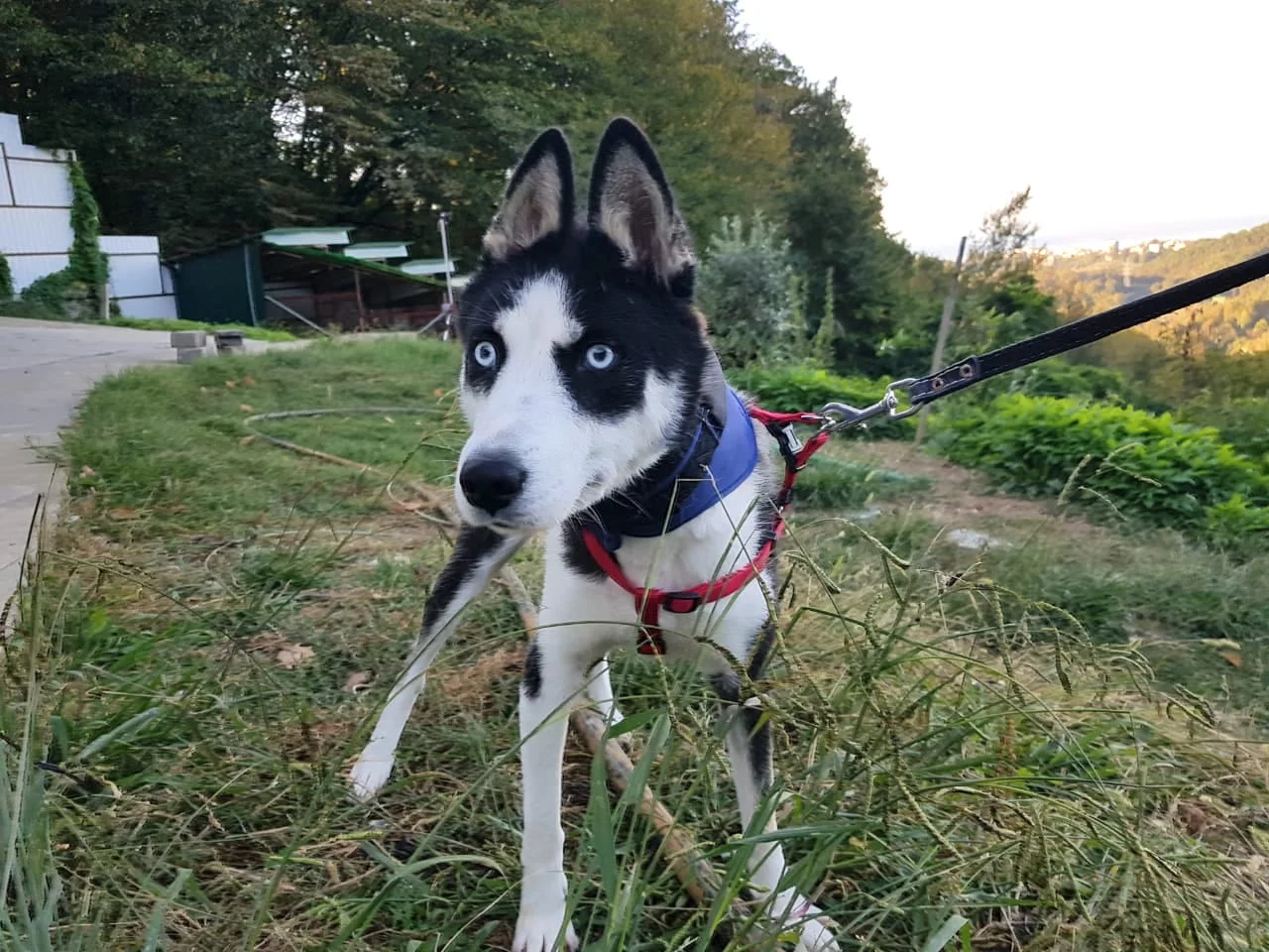 Sochidogs.jpg