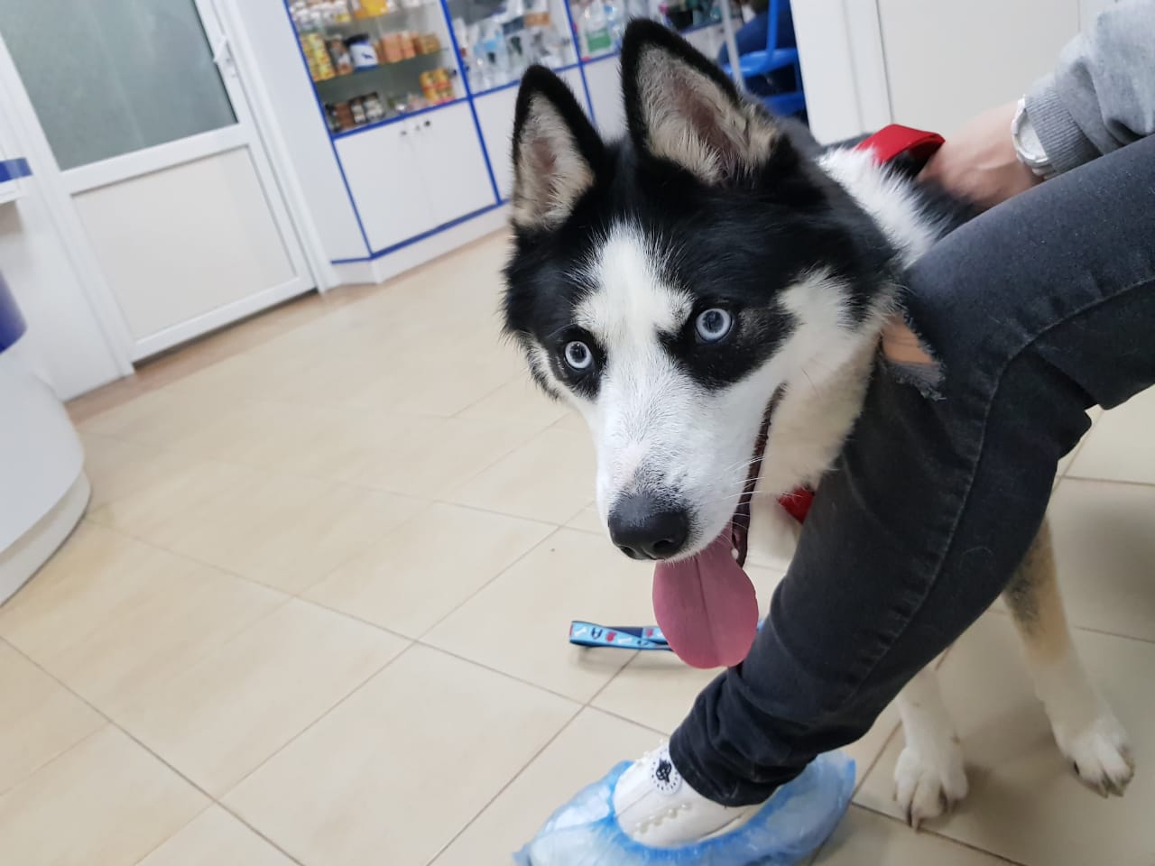 sochidogs.jpg