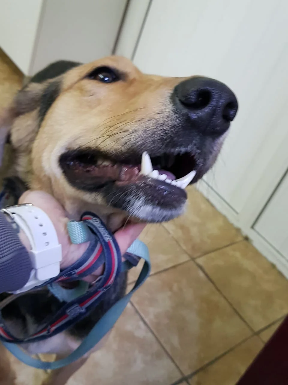 SochiDogs.jpg