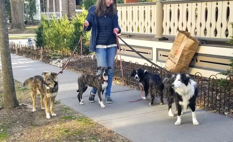SochiDogs.jpg