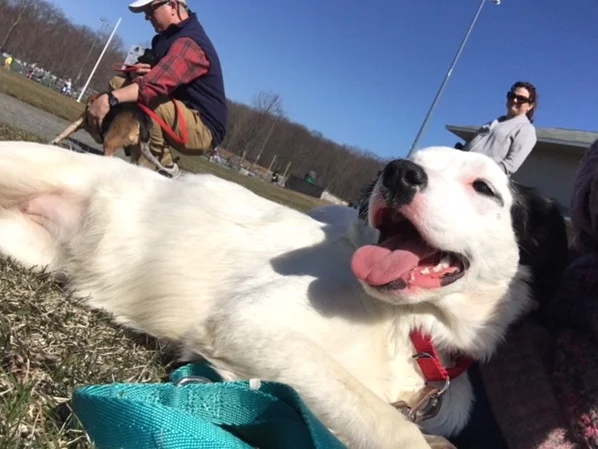 Sochidogs.jpg