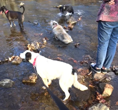 sochidogs.jpg