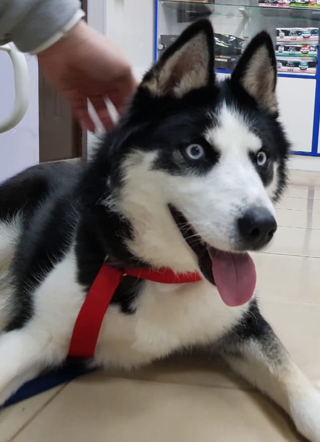 SochiDogs.jpg