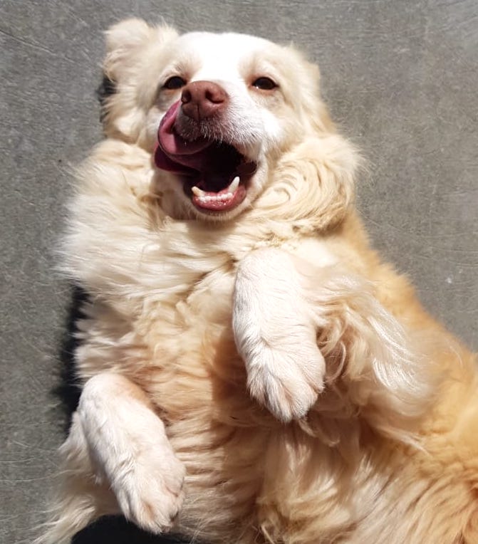 SochiDogs.jpg