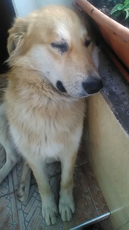 SochiDogs.jpg
