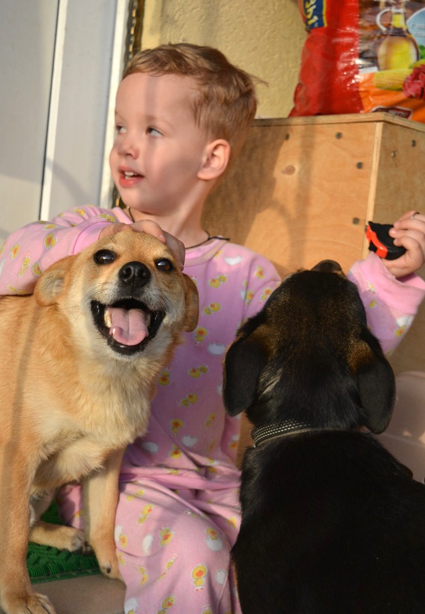 SochiDogs.jpg