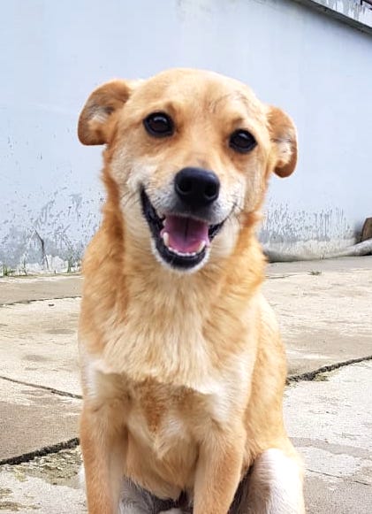 SochiDogs.jpg