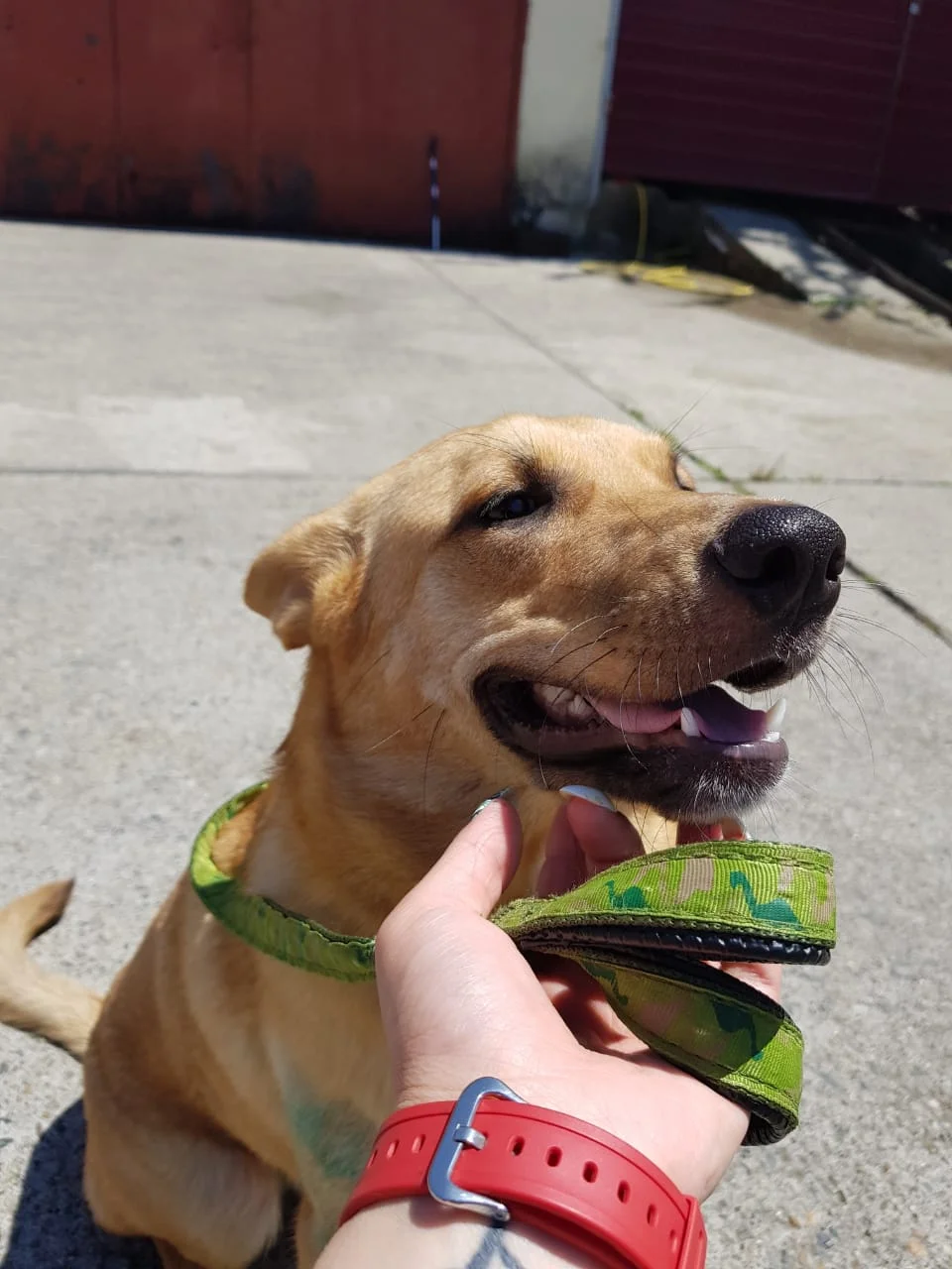 SochiDogs.jpg