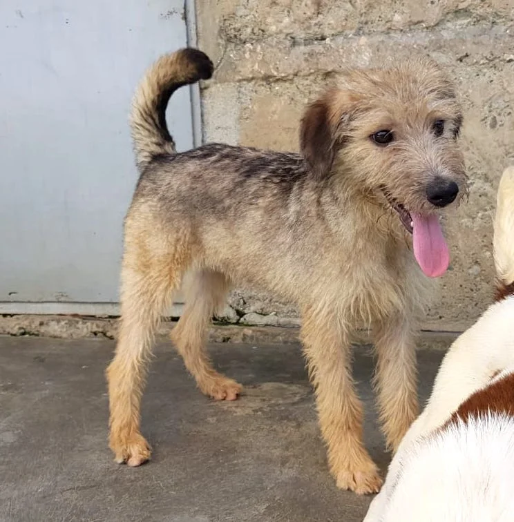 SochiDogs.jpg