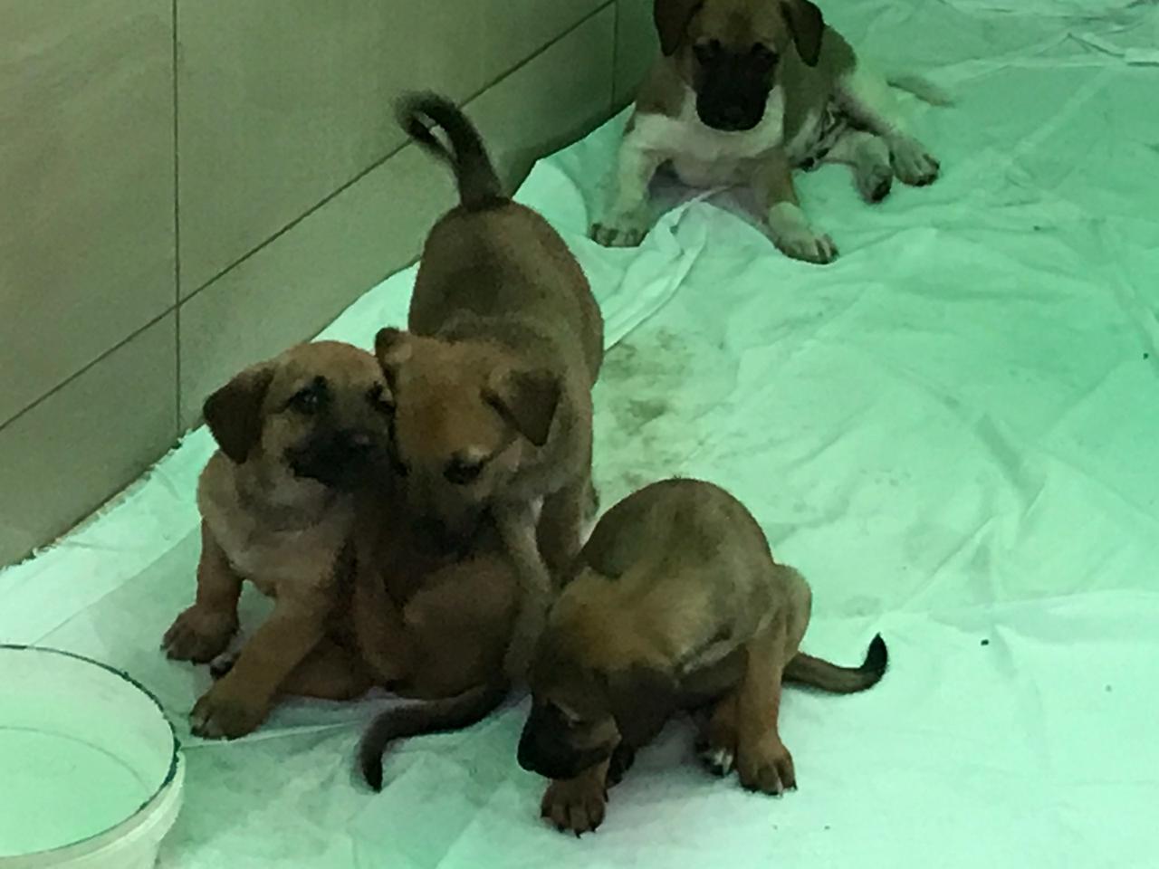 SochiDogs.jpg