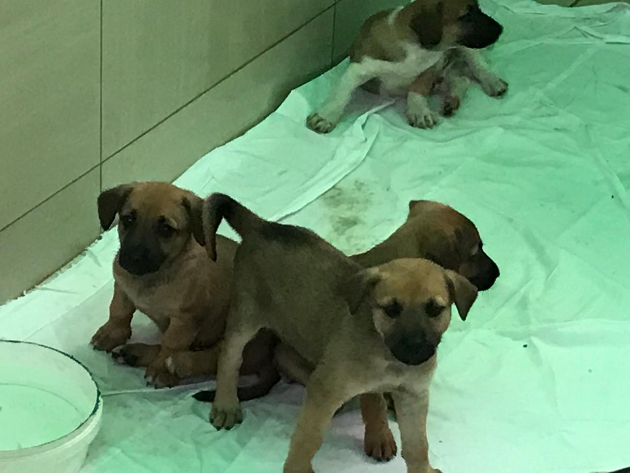 SochiDogs.jpg