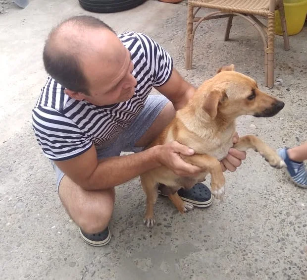 SochiDogs.jpg